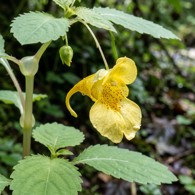 Großes Springkraut (Impatiens noli-tangere), illustration IA