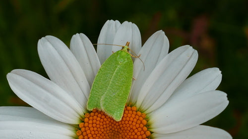 Papillons de nuit du chêne vert — Bild 5