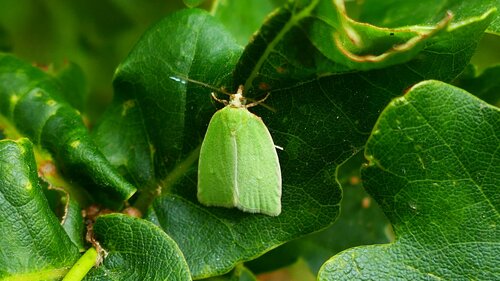 Papillons de nuit du chêne vert — Bild 4