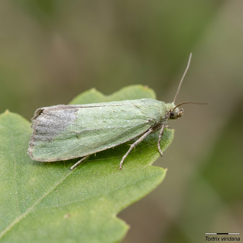 Papillons de nuit du chêne vert