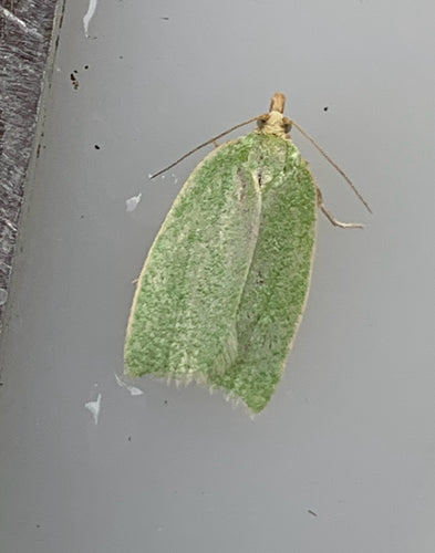 Papillons de nuit du chêne vert — Bild 3