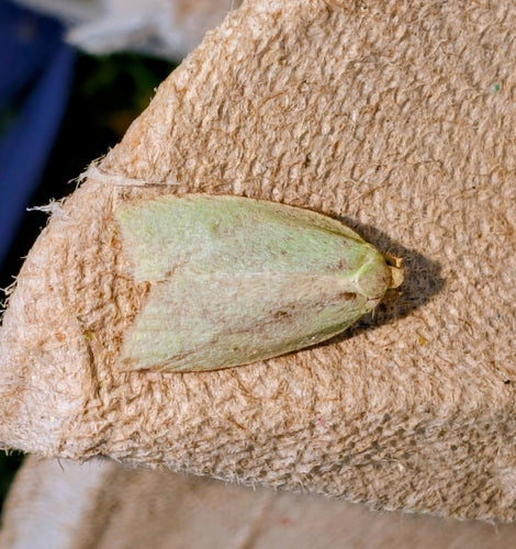 Papillons de nuit du chêne vert — Bild 2
