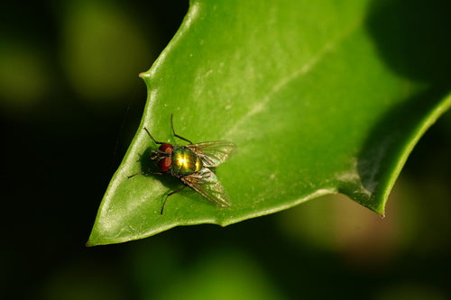 Les mouches vertes — photo 4 sur 50