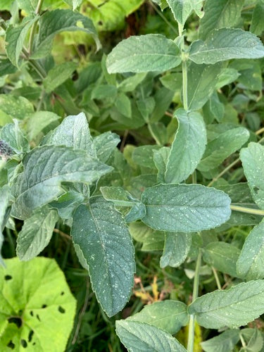 Menthe verte — Bild 2
