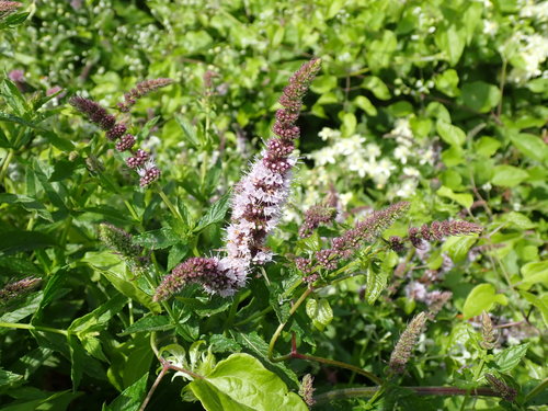 Menthe verte — Bild 5