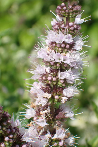 Menthe verte — Bild 4