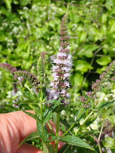 Menthe verte — Bild 3