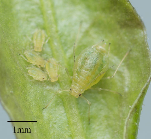 Puceron vert du pêcher — Bild 5