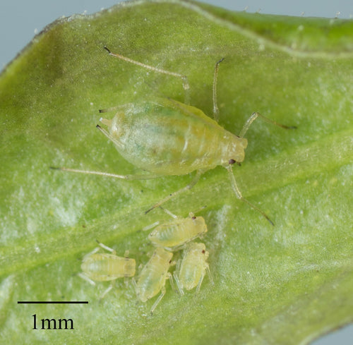 Puceron vert du pêcher — Bild 2