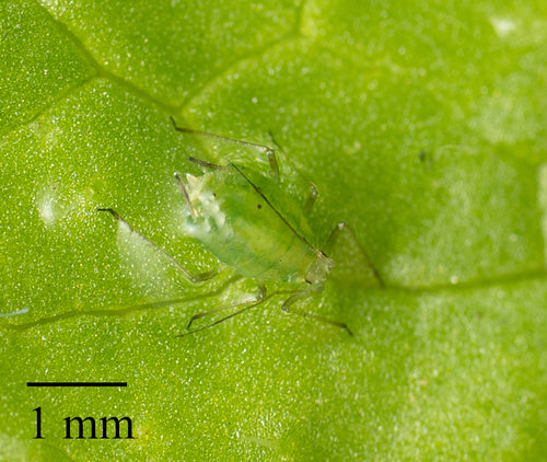 Puceron vert du pêcher — Bild 4