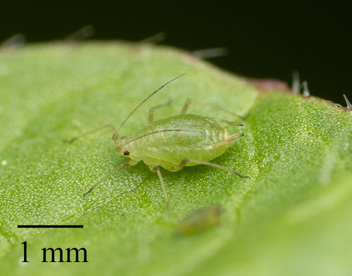 Puceron vert du pêcher — Bild 5