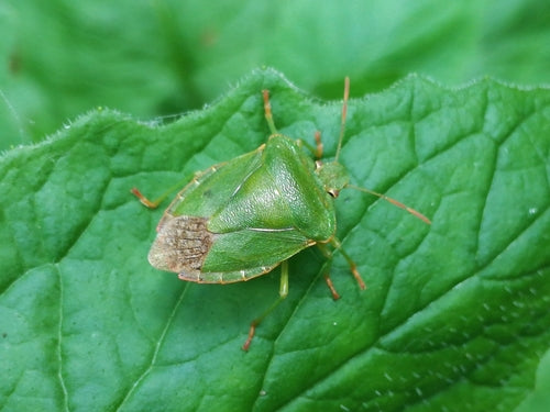 Punaise verte (nymphe) — Bild 2