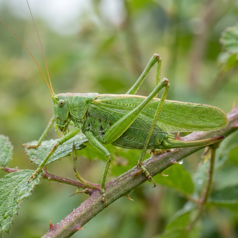Cheval de foin vert