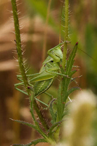 Cheval de foin vert — Bild 5