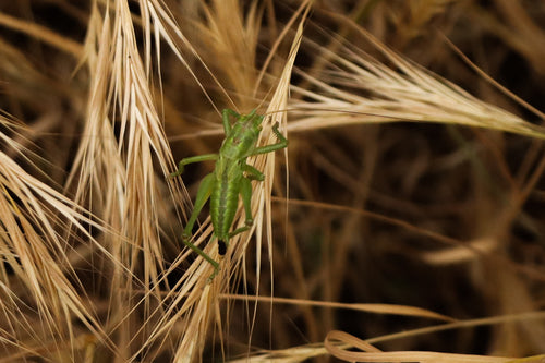 Cheval de foin vert — Bild 3
