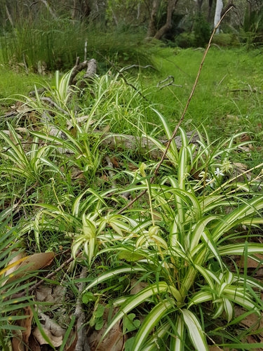 Lys vert — Bild 3