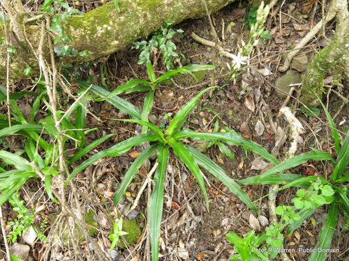 Lys vert — Bild 2