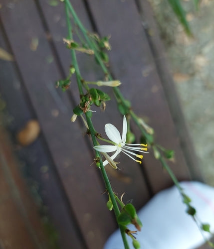 Lys vert — Bild 5