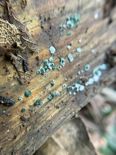 Moisissure verte — photo 5 sur 36
