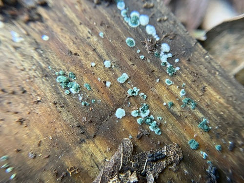 Moisissure verte — photo 3 sur 36