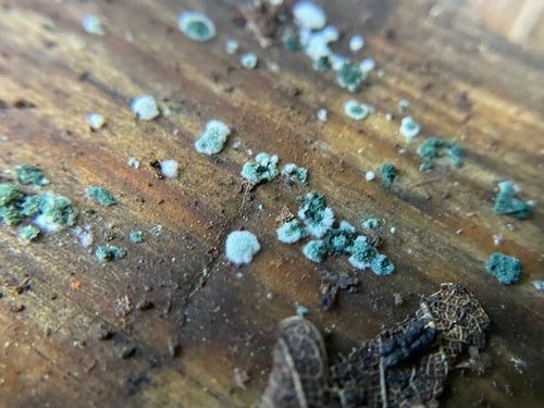 Moisissure verte — photo 2 sur 36