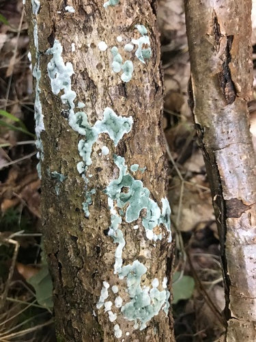 Moisissure verte — Bild 2