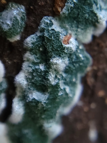 Moisissure verte — Bild 4