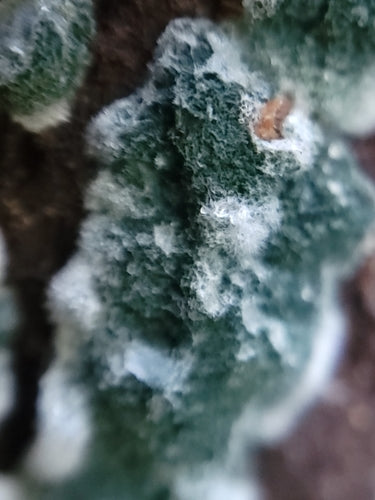 Moisissure verte — Bild 3