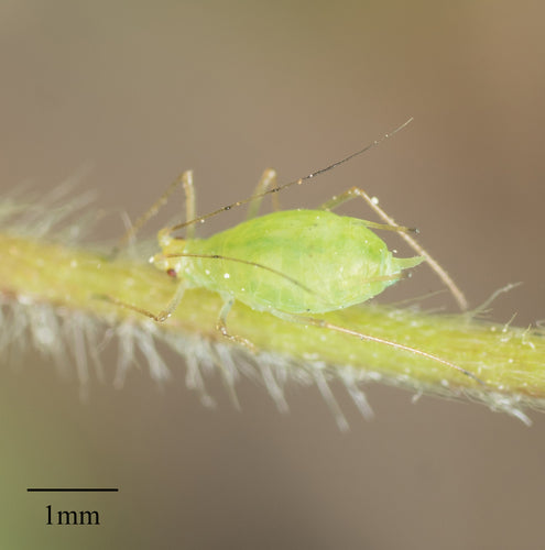 Pou de la pomme de terre à stries vertes — Bild 4