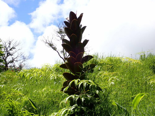 Arbre à caoutchouc — Bild 2