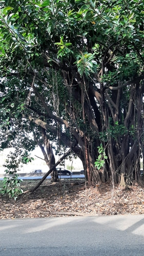 Arbre à caoutchouc — Bild 4