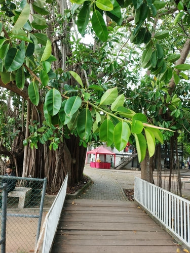 Arbre à caoutchouc — Bild 5