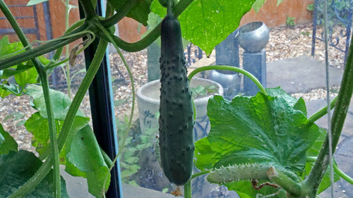 Concombres — Bild 1