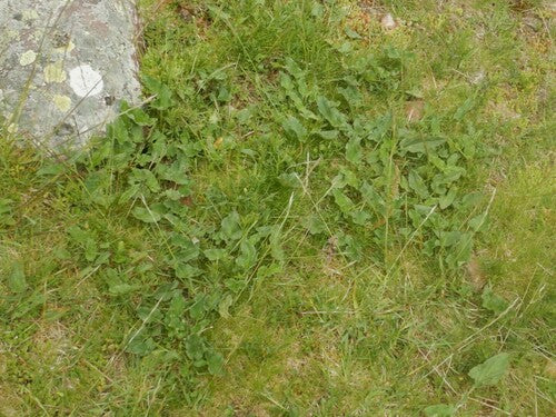 Bon Henri — Bild 5