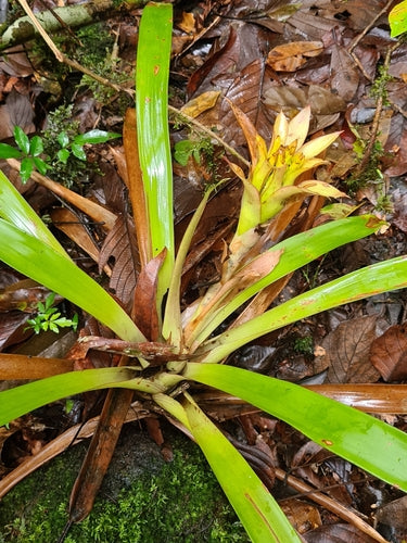 Guzmanie — Bild 4