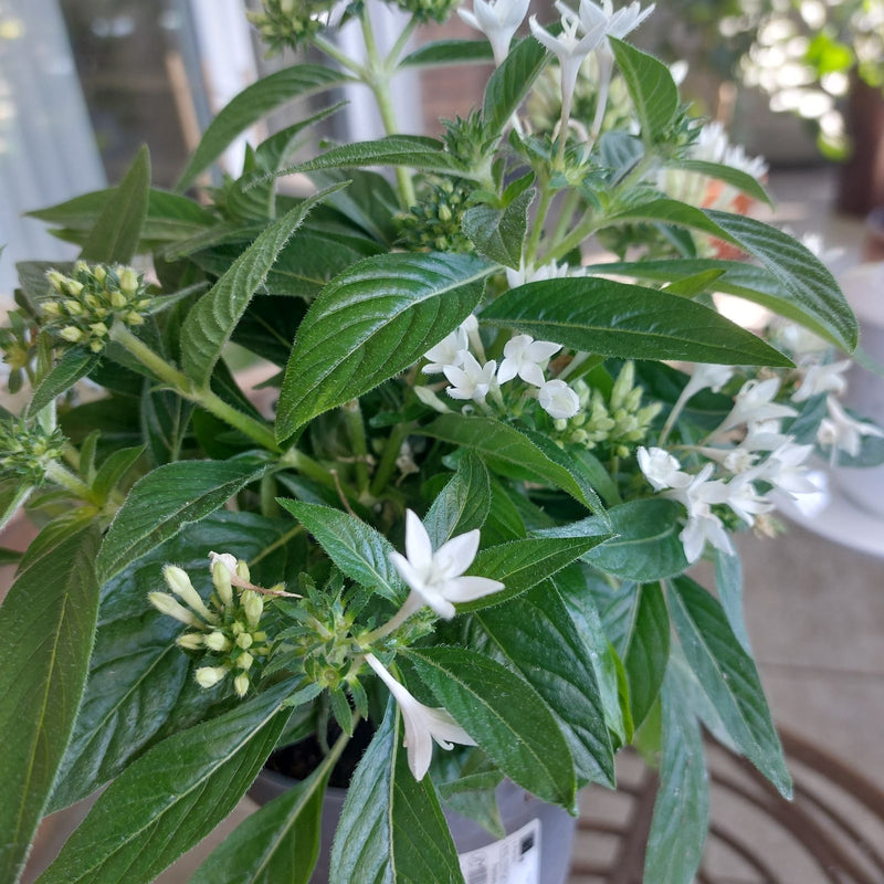 Starbush égyptien — Bild 1