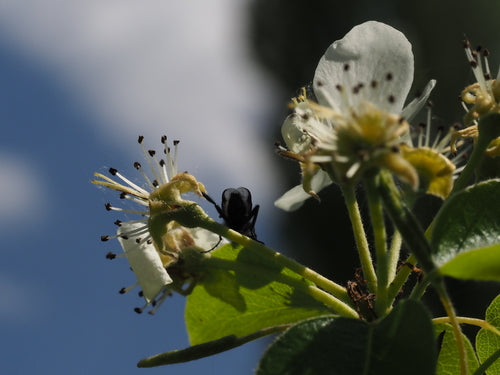 Cécidomyie des cheveux (larves) — Bild 1