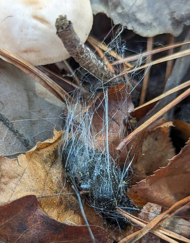 Moule à cheveux — Bild 4