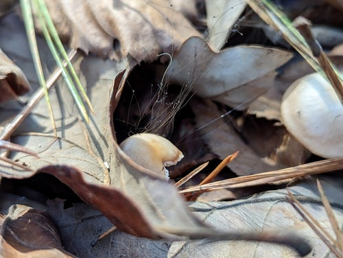 Moule à cheveux — Bild 5