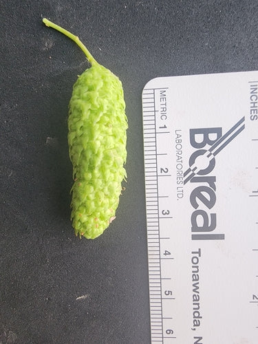 Bouleau argenté — Bild 4