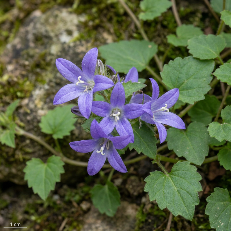 Campanule suspendue