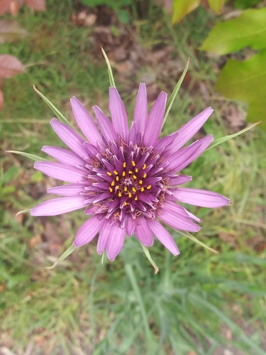 Racine d'avoine — Bild 5