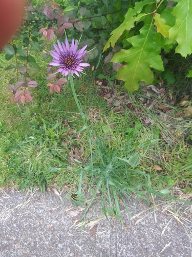 Racine d'avoine — Bild 4