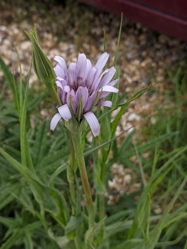 Racine d'avoine — Bild 3