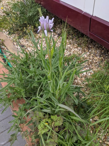 Racine d'avoine — Bild 2