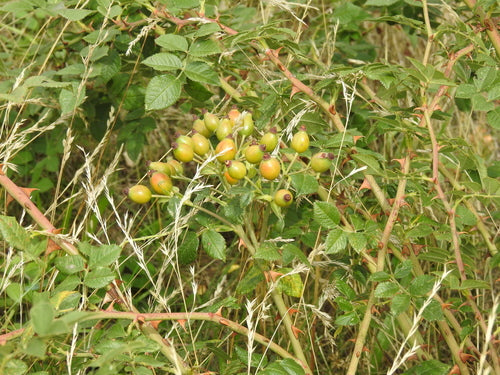 Cynorrhodons — Bild 2
