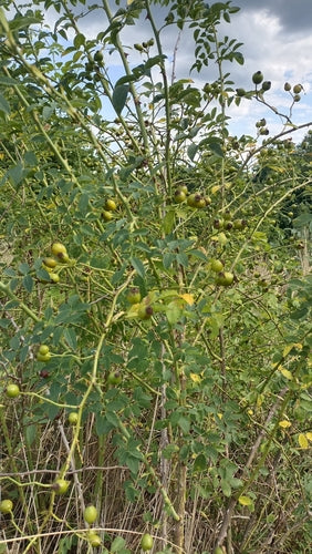 Cynorrhodons — Bild 4