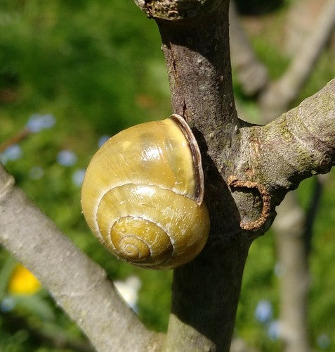 Escargot ruban Grove — Bild 3