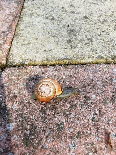 Escargot ruban Grove — Bild 5