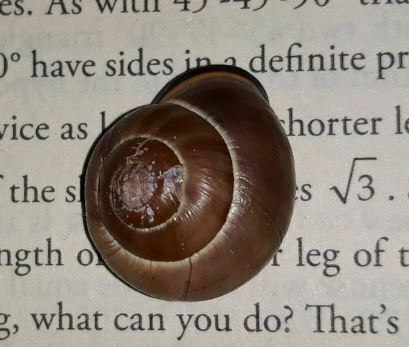 Escargot ruban Grove — Bild 1